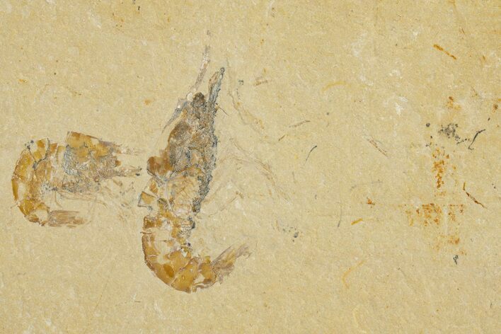 Two Cretaceous Fossil Shrimp - Lebanon #323722
